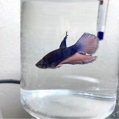 トラディショナルベタ 稚魚♂