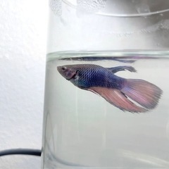 トラディショナルベタ 稚魚♂