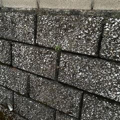 🏠家のちょっしたブロック・壁のお掃除いたします。 - 鹿児島市