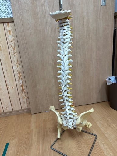 人体骨格模型
