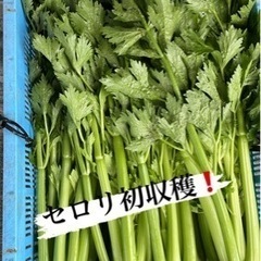 急募2名‼️豊見城市で一緒に農業しませんか⁉️の画像