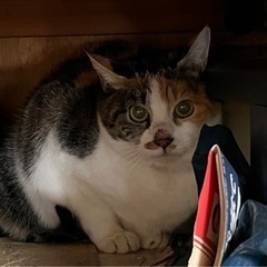 10才保護ネコ　はなちゃん　里親様急募！