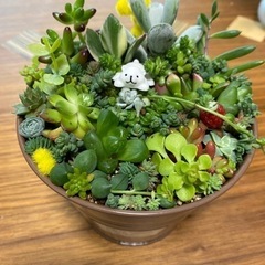 取り引き決定)バケツの寄せ植え