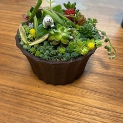 取引き中)セダム寄せ植えの画像