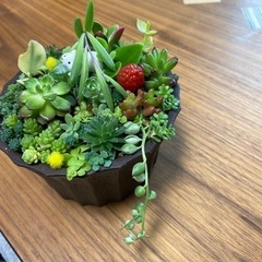 取引き中)セダム寄せ植えの画像