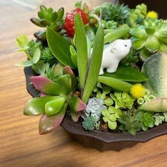 取引き中)セダム寄せ植えの画像