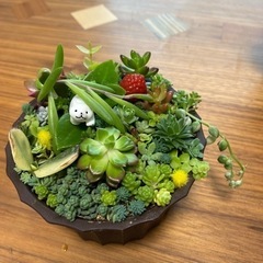 取引き中)セダム寄せ植え