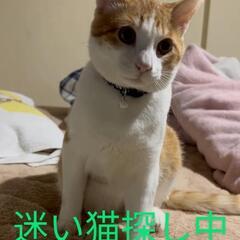 迷子の猫見つかりました！ご協力ありがとうございました。