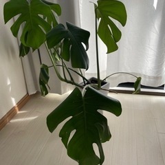 モンステラの画像