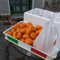 見た目がB級みかん1ｋｇ160円　お早めに