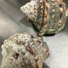 夜光貝　２個
