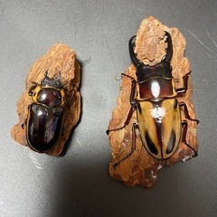 ファブリースノコギリクワガタ（タカクワイ）　値下げの画像