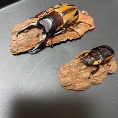 ファブリースノコギリクワガタ（タカクワイ）　値下げ