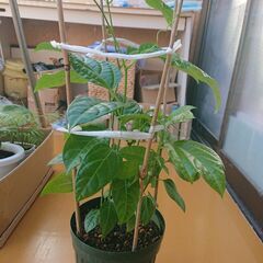 パッションフルーツ苗