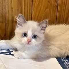 ワンちゃん猫ちゃんのトリミング　その他教室