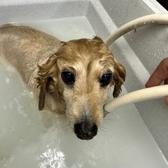ワンちゃん猫ちゃんのトリミング　その他教室の画像