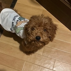 キッズダンス教室