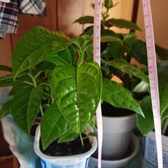 パッションフルーツ苗 お値下げします