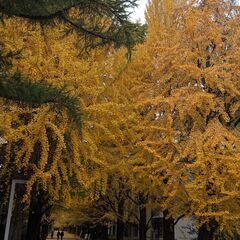 東京大学生による家庭教師