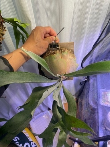 ビカクシダ　親株サイズ