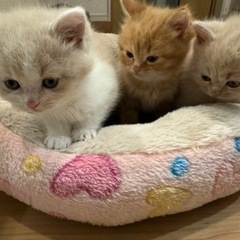 子猫の里親募集です★
