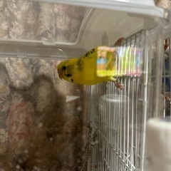 セキセイインコ2羽