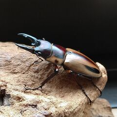 ファブリースノコギリクワガタ　タカクワイ　ペア　【♀大型】の画像