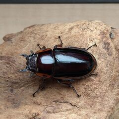 ファブリースノコギリクワガタ　タカクワイ　ペア　【♀大型】の画像