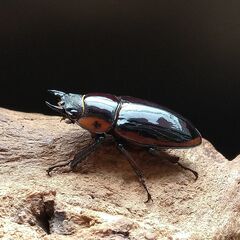 ファブリースノコギリクワガタ　タカクワイ　ペア　【♀大型】の画像