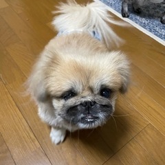 ペキニーズ