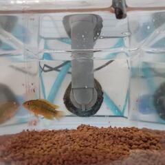 熱帯魚　アピストグラマ　ボレリー　オパール　ペア（産卵経験あり）　1組　3,000円＋着払の画像