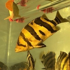 ダトニオプラスワン リアルバンドシミ有り±26cm