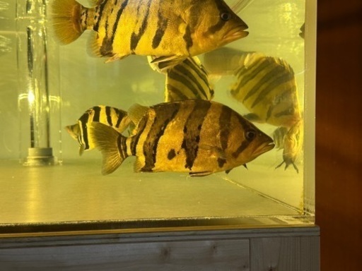 ダトニオプラスワン リアルバンドシミ有り±26cm