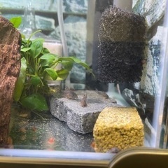 今回は10匹までです🙇　自家繁殖コリドラスステルバイ　１匹300円の画像