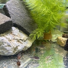 今回は10匹までです🙇　自家繁殖コリドラスステルバイ　１匹300円の画像