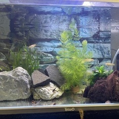 今回は10匹までです🙇　自家繁殖コリドラスステルバイ　１匹300円の画像