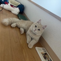 サイベリアン　子猫　ハクくん - 堺市