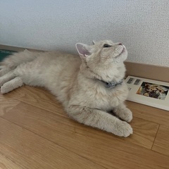 サイベリアン　子猫　ハクくん - 猫
