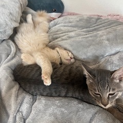 サイベリアン　子猫　ハクくん − 大阪府