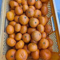 みかん🍊