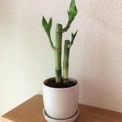 観葉植物　ミリオンバンブー②　2本セット　23cm　白いおしゃれ...