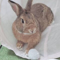 オスのうさぎ2歳を引き取ってくださる方募集しています。
