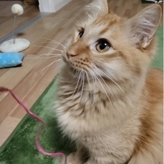 茶虎中毛の尻尾がもふもふ♡の甘えたボーイ(決まりました！ありがと...