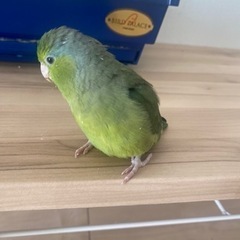 マメルリハ　インコ