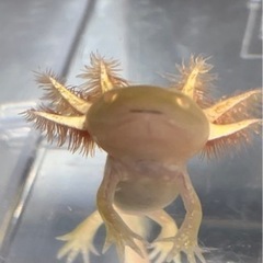 アンダーソンサラマンダー②