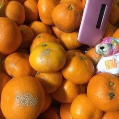 蔵出し晩生みかん　訳あり10キロ 紀州和歌山下津産　家庭用　　訳あり　サイズ混合　ジューシー　美味いよの画像