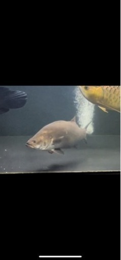 バラマンディ50±