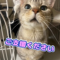 キャットフード、ペットシートお譲り下さい