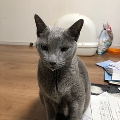 迷子猫