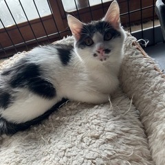 ふわふわ猫ちゃんです🐱飼い主不在確認済み − 茨城県